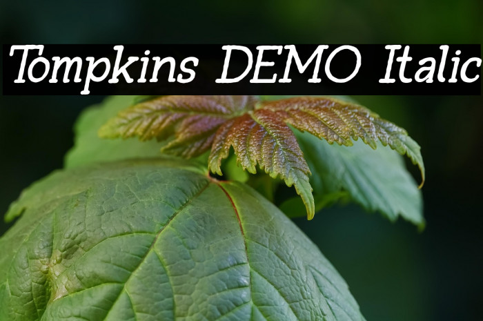 Tompkins DEMO Italic Example 2