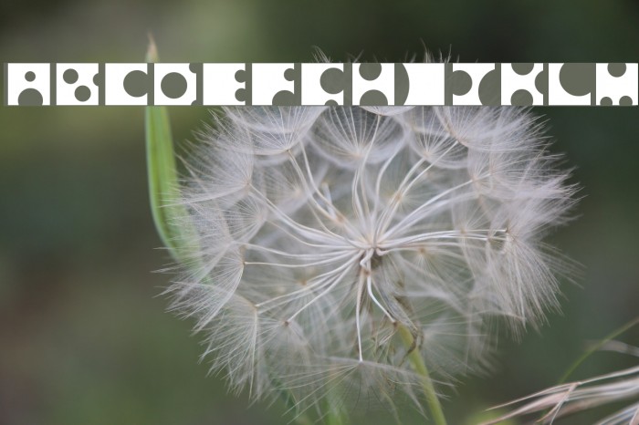Toolego Font examples