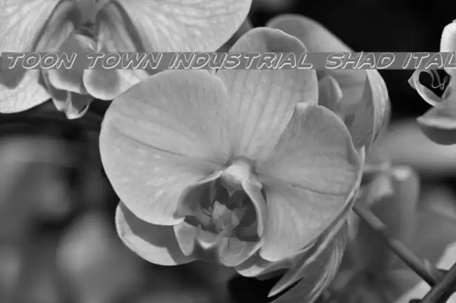 Toon Town Industrial Shad Ital Caratteri examples