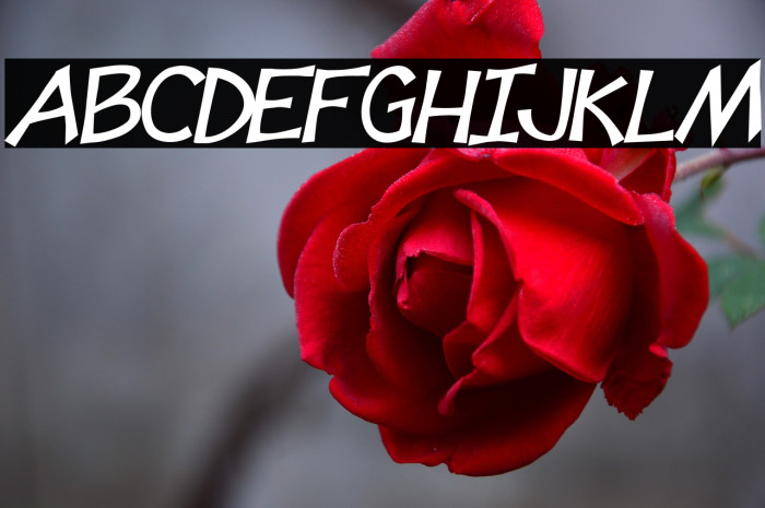 Tooney Loons Bold Italic Example 1