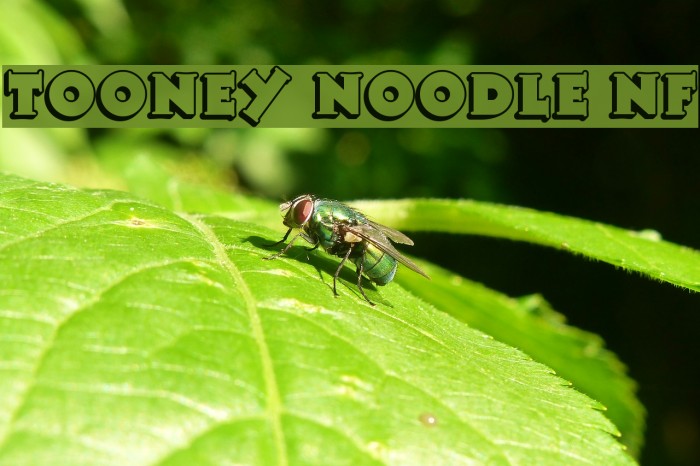Tooney Noodle NF Font examples
