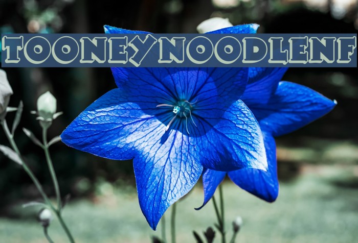 TooneyNoodleNF Example 2