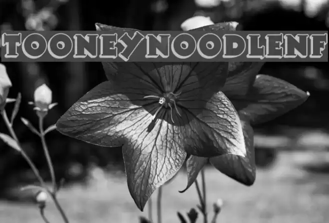 TooneyNoodleNF Font examples