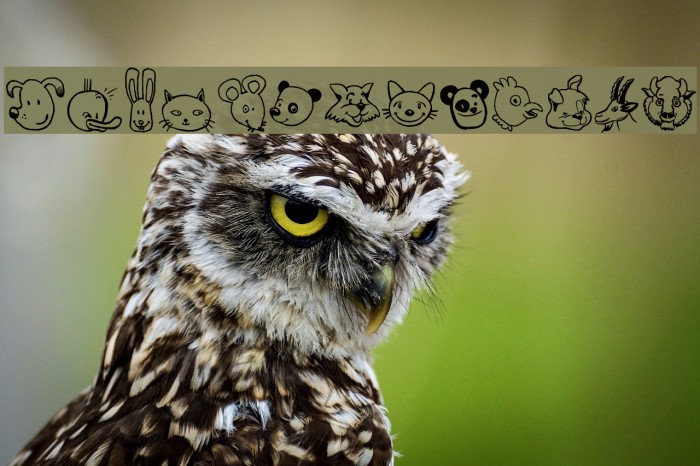 Toonimals Font examples