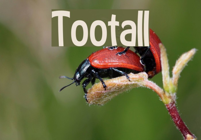 Tootall Font examples