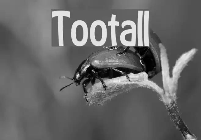 Tootall Font examples
