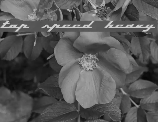 Top Speed Heavy Font examples