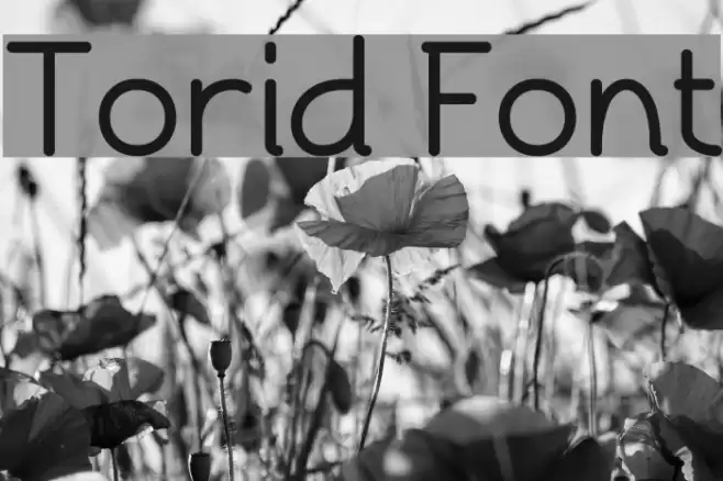 Torid Font examples