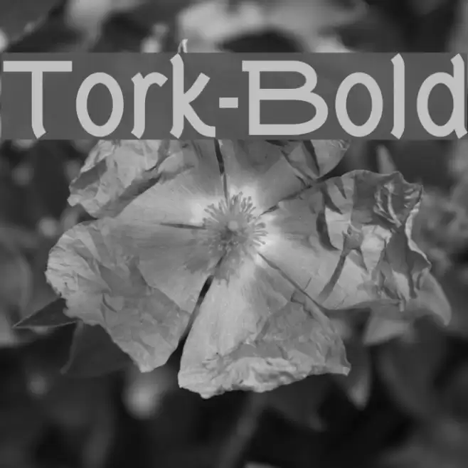 Tork-Bold Polices examples