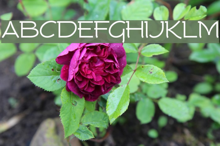 Tork Font examples