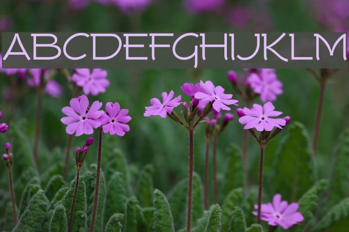 Tork Font examples