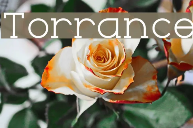 Torrance Example 1