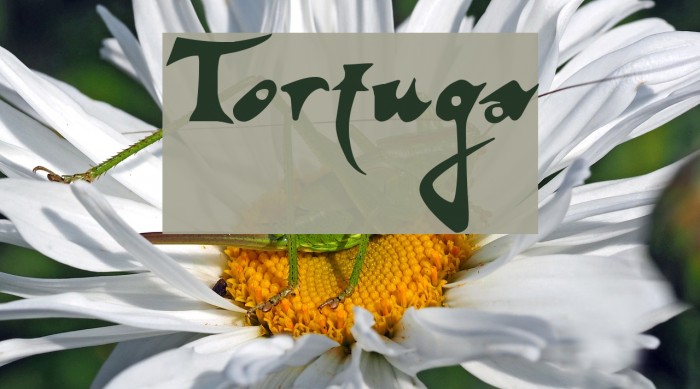Tortuga Font examples