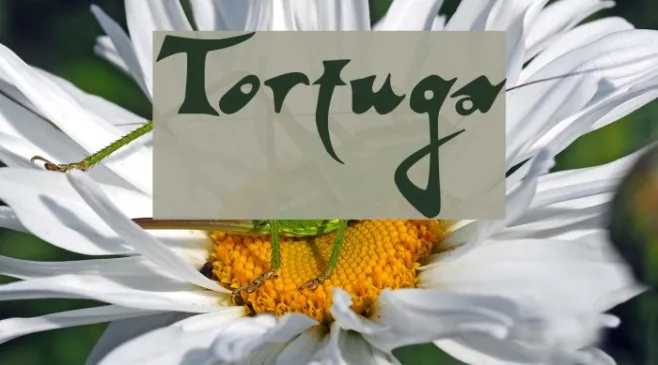 Tortuga Example 3