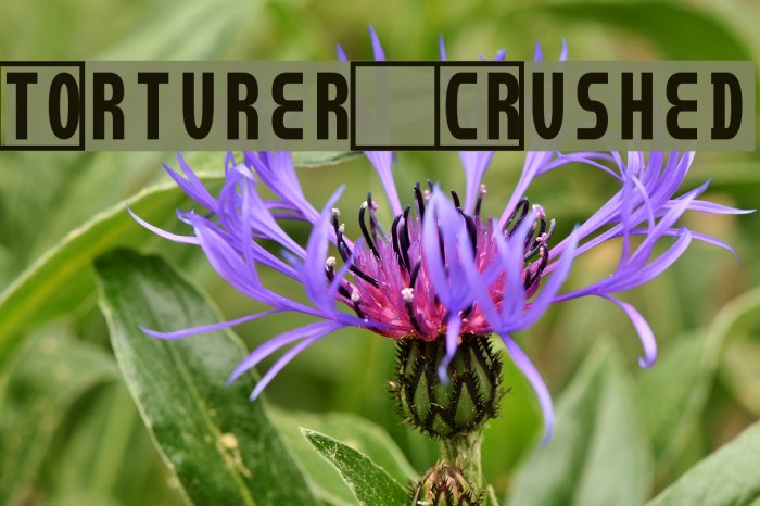 Torturer Crushed Font examples