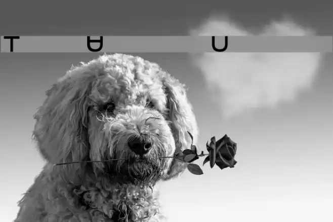 Torturer  Upright Font examples