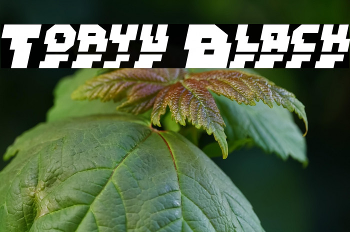 Toryu Black Example 2