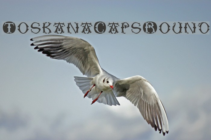 ToskanaCapsRound Font examples