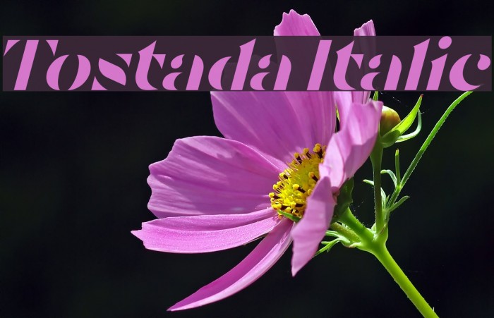 Tostada Italic Caratteri examples