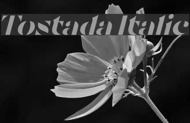 Tostada Italic Font examples