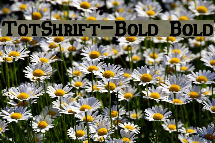 TotShrift-Bold Bold Font examples