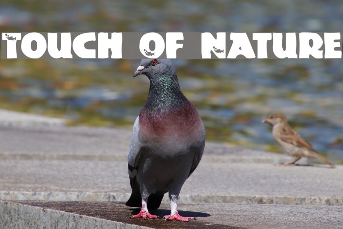 Touch Of Nature Font examples