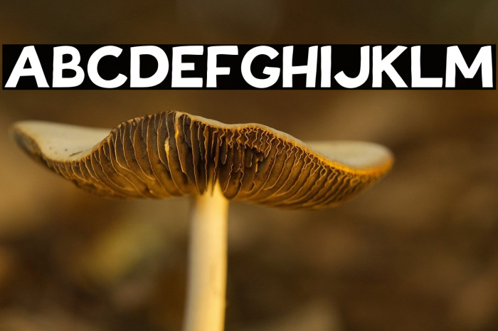 Tovari Sans Bold Example 3