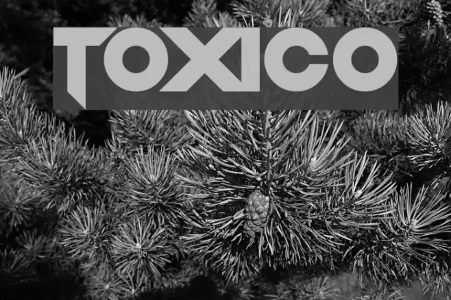 Toxico Font examples