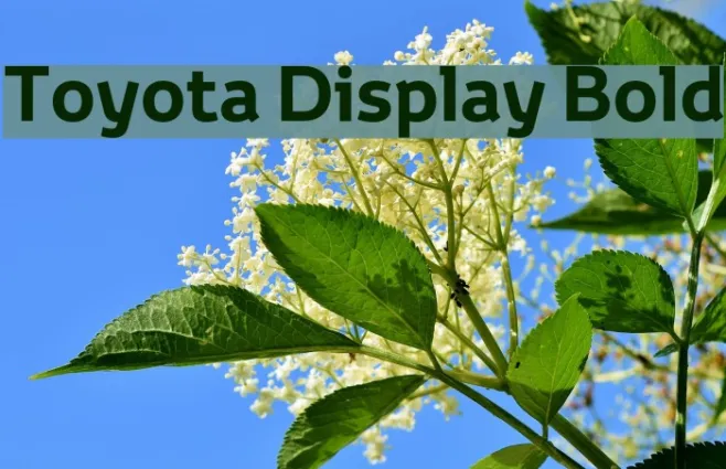 Toyota Display Bold Example 2