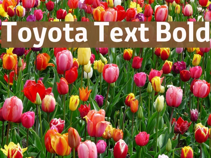 Toyota Text Bold Example 1