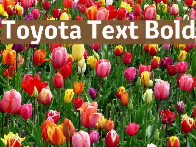 Toyota Text Bold Example 1