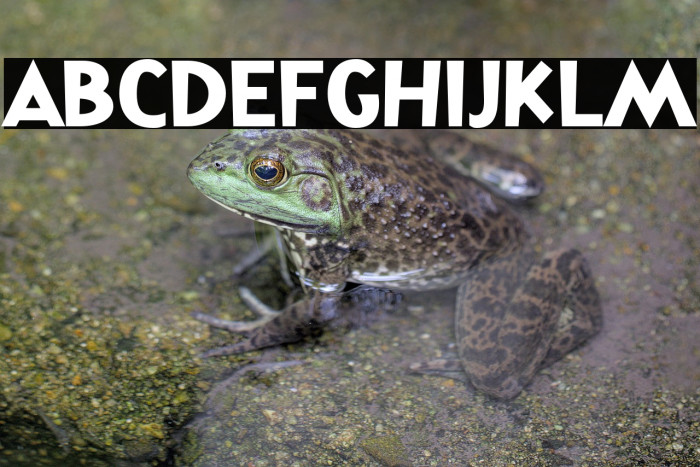 ToysIndonesia-Regular Example 3