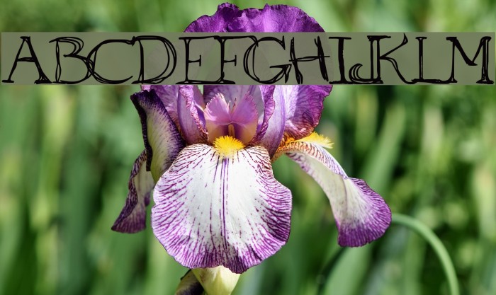 to ogle Font examples