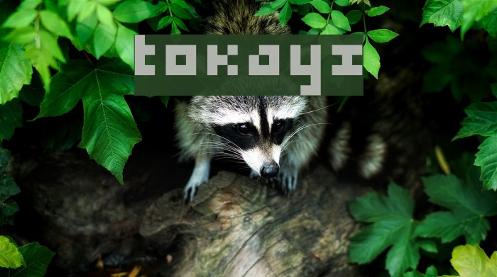 tokayz Font examples