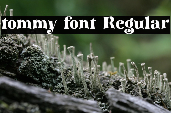 tommy font Regular Example 1