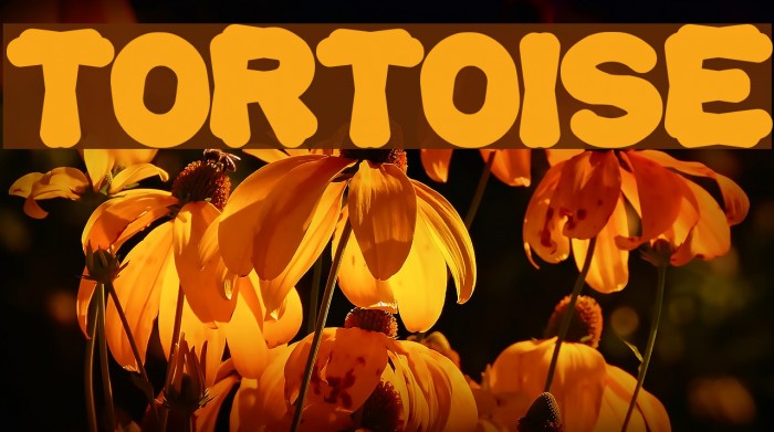 tortoise Font examples