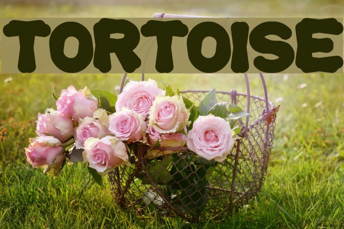 tortoise Font examples