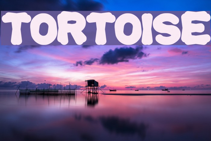 tortoise Polices examples