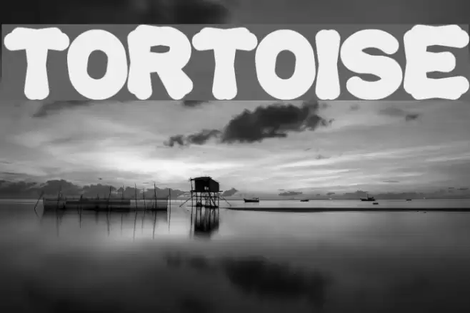 tortoise Font examples