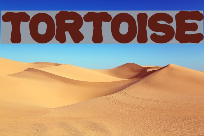 tortoise Polices examples