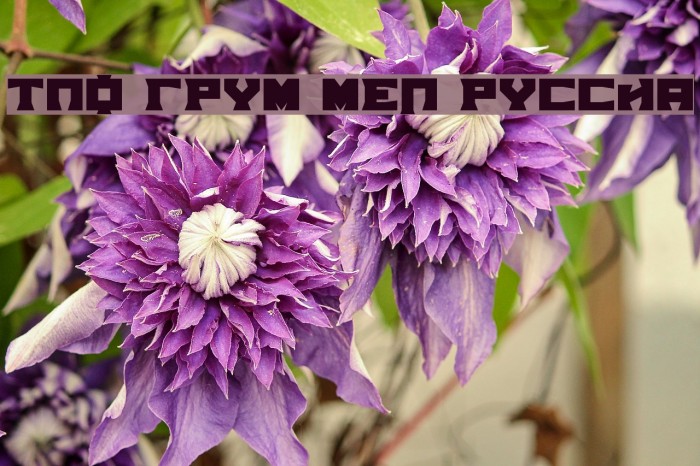 TPF Grum Mel Russia फ़ॉन्ट examples