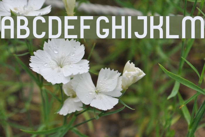 TPF Janus Font examples