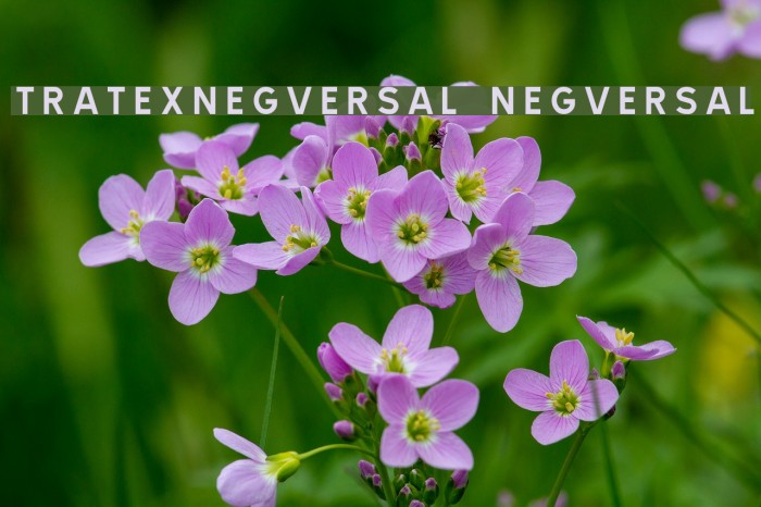 TRATEXNEGVERSAL NEGVERSAL Font examples