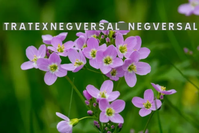 TRATEXNEGVERSAL NEGVERSAL Example 3