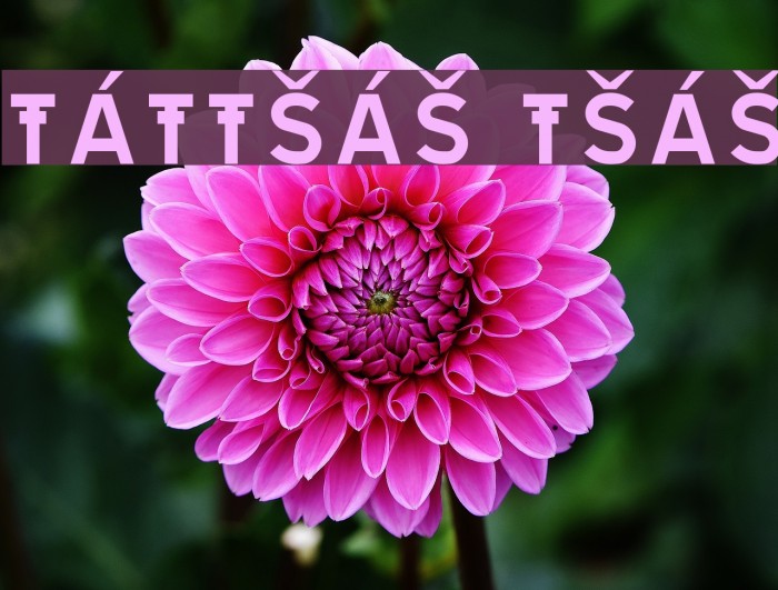 TRATEXVITSAMISK VITSAMISK フォント examples
