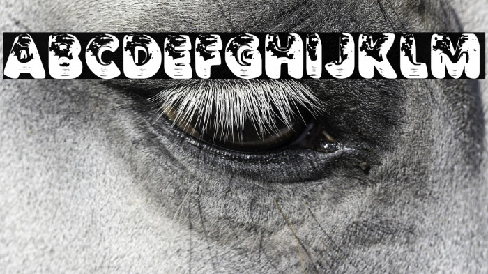 TRAVELIGHTPERSONALUSE-Bold Example 2