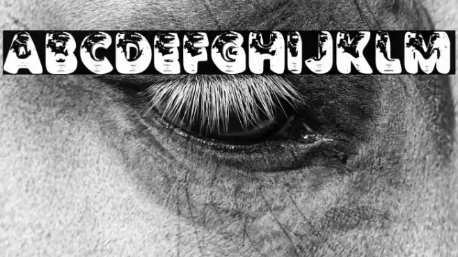 TRAVELIGHTPERSONALUSE-Bold Шрифта examples