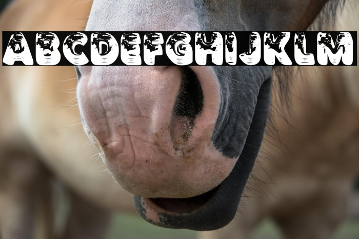 TRAVELIGHTPERSONALUSE-Bold Example 3