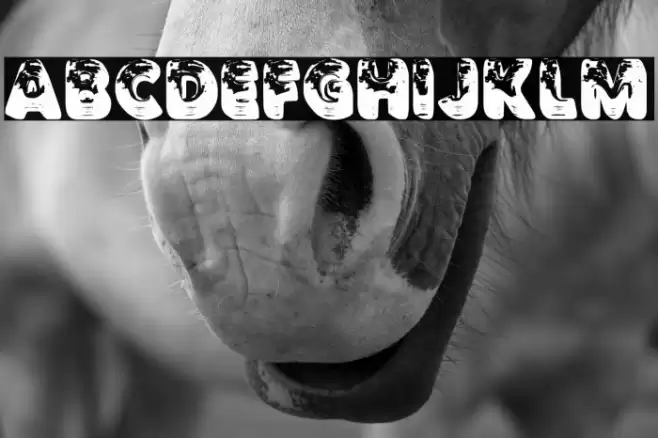 TRAVELIGHTPERSONALUSE-Bold Шрифта examples