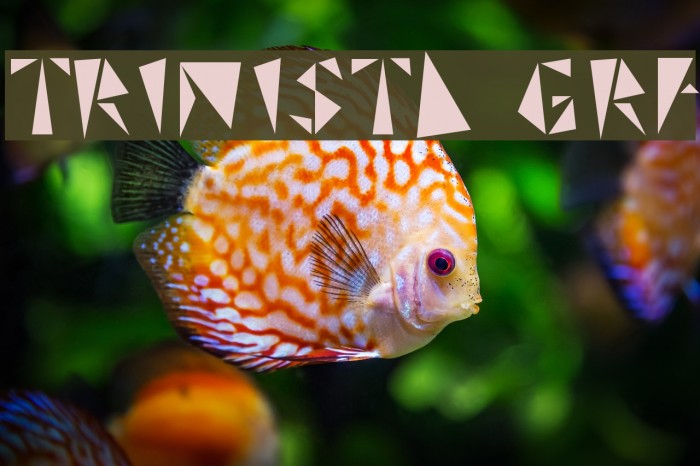 TRINISTA GRF Font examples